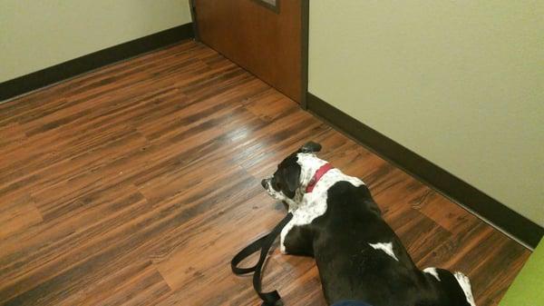 Phx with her allergies and sensitivities. You figure a pit would be a little more stout in skin and stomach.