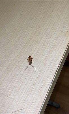 Cockroach just chillin on the desk. RIP little homie