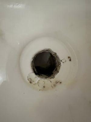 Mold in drain