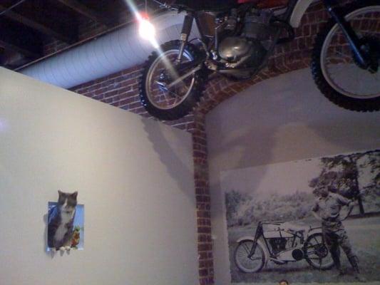 Grover the office cat discovers the motorcycle on the ceiling.