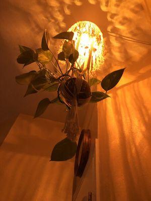 Neat lamp with hanging plant -- touches like this make Davis Massage Center very nice.