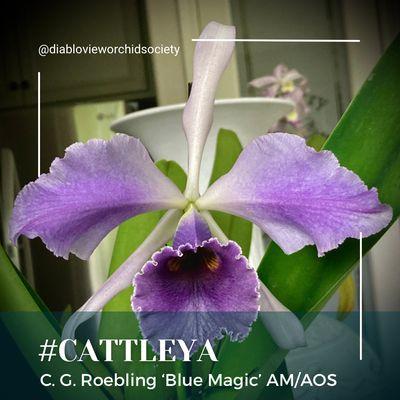 Cattleya C. G. Roebling 'Blue Magic' AM/AOS