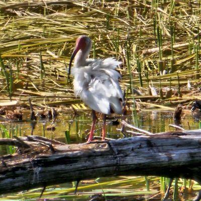 White ibis