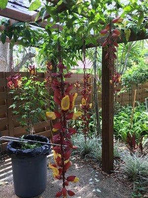 Thunbergia mysorensis vine