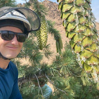 Climbing a sugar pine tree