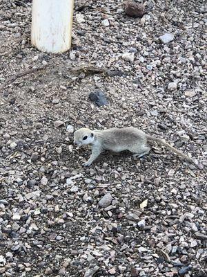 Sometimes at the drive thru you get to experience amazing wildlife!