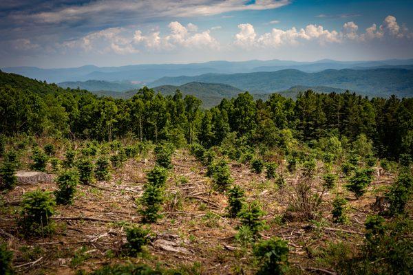 Baby Fraser Firs overlooking the Blue Ridge Mountains