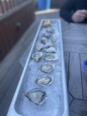 A dozen fresh oysters