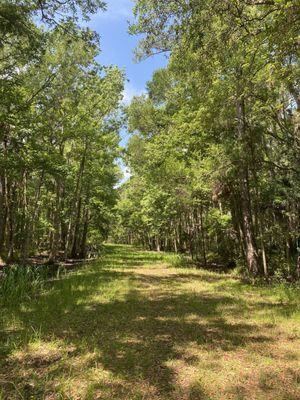 Wooded trail