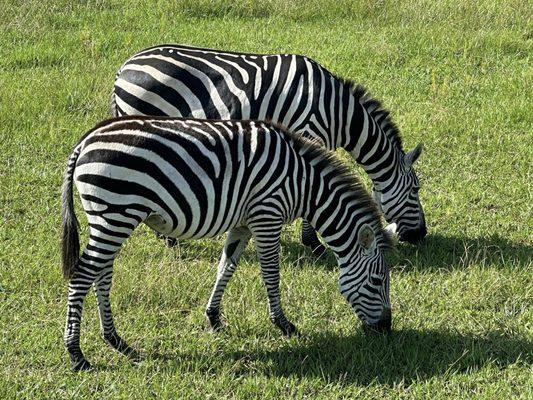 Safari Wilderness Ranch