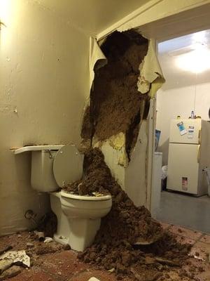 The deplorable condition of the walls. Knocked off the top of the toilet as it came down. Lucky no one was sitting on it!