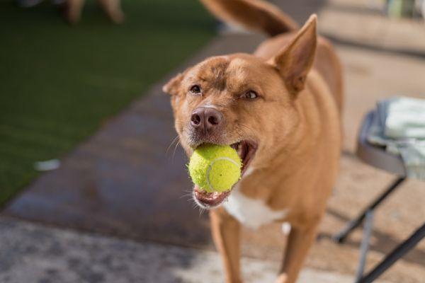 Doggie daycare pup