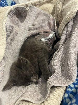 Survivor the kitten after surgery