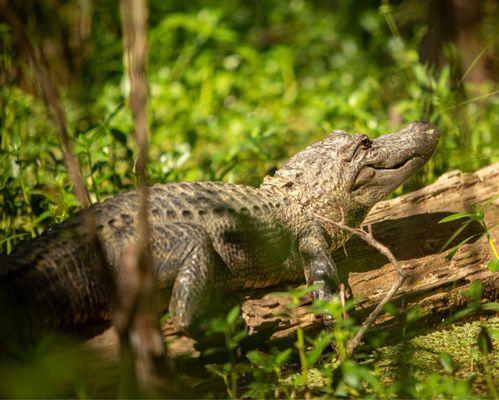 Gator sunbathing