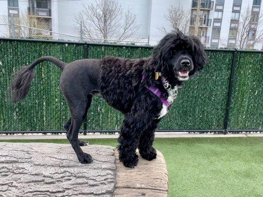 Portuguese Water Dog Lion Cut