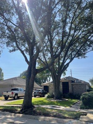 Houston Live oak trees trimmed