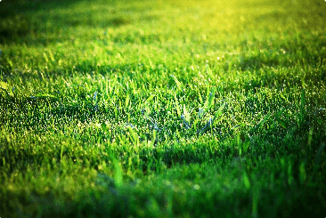 Lawn Irrigation