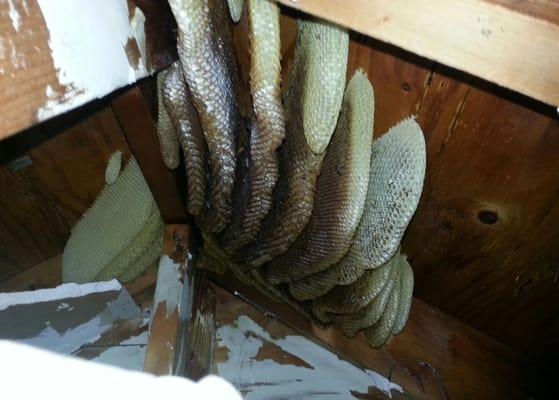 Honey bee nest in attic