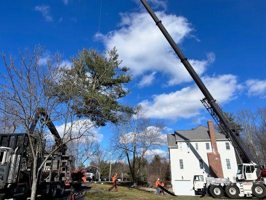 Arbor Tree Service