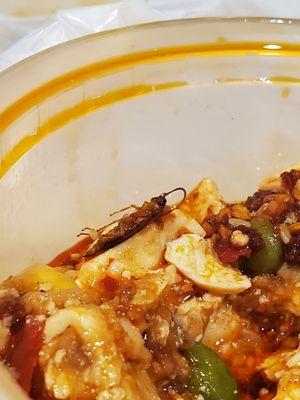 Cockroach in tofu dish, close-up.  Google Lens confirmed it is a roach.