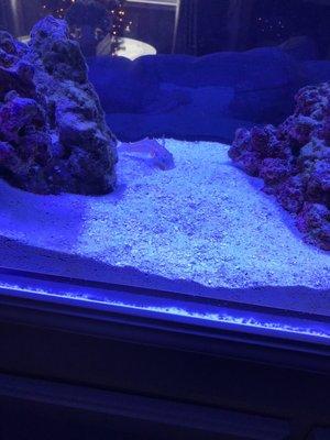 Sand sifting goby