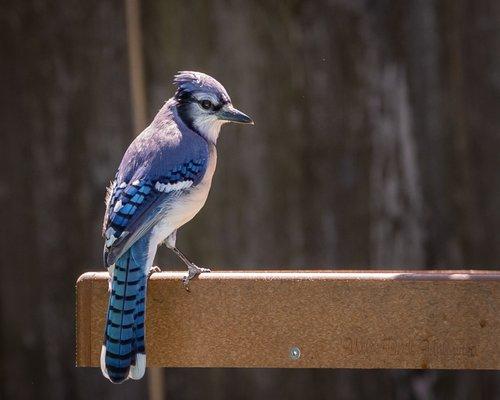 Blue Jay who loves to come by everyday for a bite.