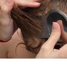 Best Price Lice Removal Salon in Los Angeles $60hr LICE SCHMICE 818-241-4054