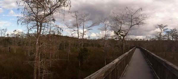 Swamp Walk