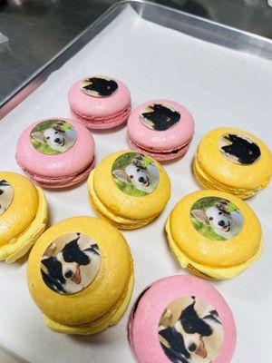 Iced Macarons for dog birthday party. Pictures on the macarons