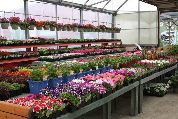 Annuals & Bedding Plants