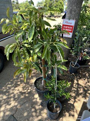 Picked out this avocado and tangerine tree