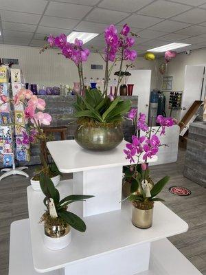 Dish gardens with orchids for all budgets