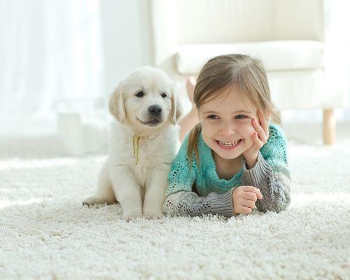 1 Hour Dry Time On Carpet Cleaning