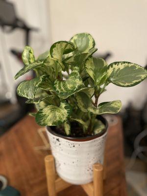 Pepperomia Golden Gate