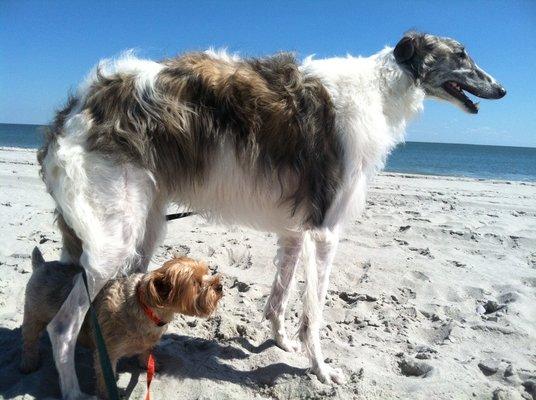 This is my Zeus, my beautiful Borzoi.