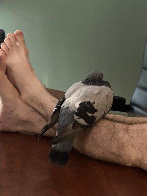 After Pidgie came home, he laid down on my husbands legs. i have NEVER seen my bird so relaxed!