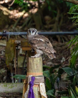 Milky Eagle Owl