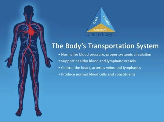 Zone 6 (Circulatory Zone):  
 
 If you have poor circulation or blood pressure issues, you're in need of your Zone 6 being balanced.