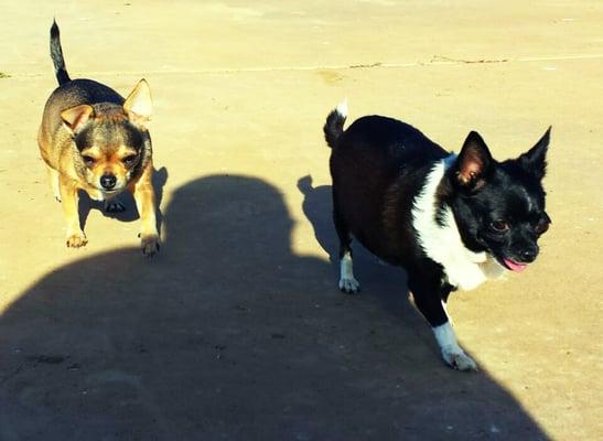 Our Glitzy is the little black and white Chihuahua.