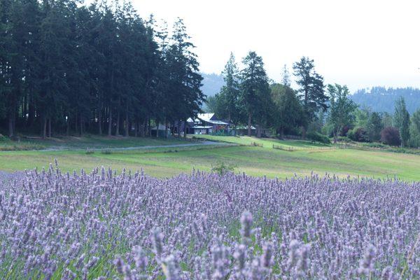 Lavender on our farm.