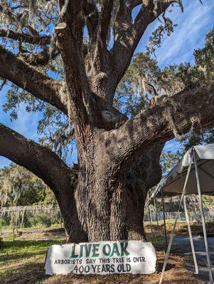 400 year old oak tree