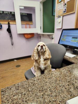 Freckles working the front desk today!