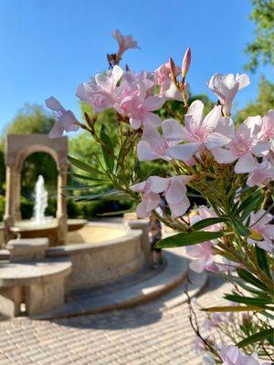 Central fountain and blush flowers in bloom