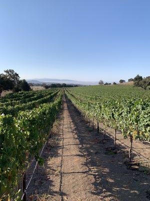 Zaca Mesa Vineyard that we source Roussanne grapes from.