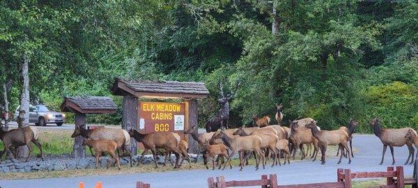 Elk Meadow Cabins