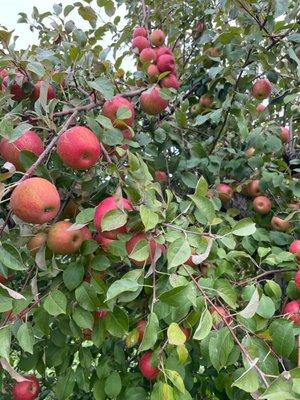 The best apples in the orchard - can't remember the variety (possibly sweet tango)