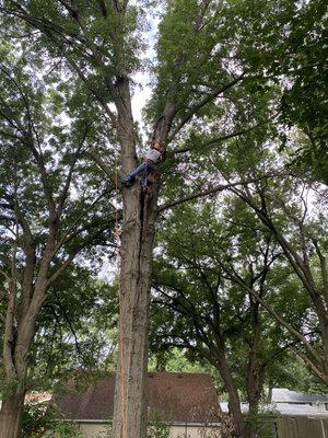 Clean Cut Tree Service