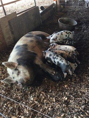 Piglets at the bread and butter farm!