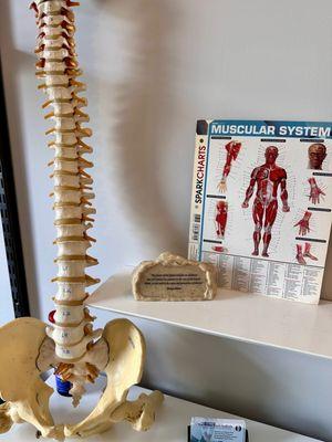 Musculoskeletal Specialist