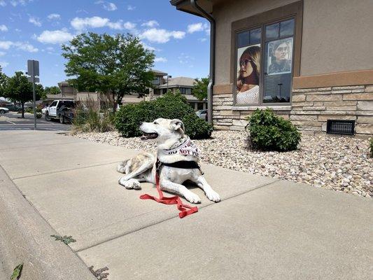 My service dog enjoying the sidewalk, (we prefer to wait outside. They never once asked us to go outside I wanted to make that known)